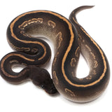 Load image into Gallery viewer, Super Black Head Mojave Ball Python