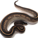 Load image into Gallery viewer, Super Black Head Mojave Ball Python