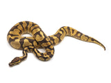 Load image into Gallery viewer, 2022 Female Enchi Yellowbelly Ringer Het Axanthic Ball Python