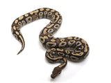 Load image into Gallery viewer, 2022 Female Mojave Het Axanthic Ball Python