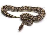 Load image into Gallery viewer, 2022 Female Mojave Het Axanthic Ball Python