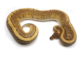 Load image into Gallery viewer, 2022 Female Pinstripe Enchi Het Pied Ball Python