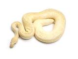 Load image into Gallery viewer, 2022 Male Spotnose Pinstripe Clown Ball Python