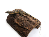 Load image into Gallery viewer, 2023 CBB SOCIALIZED NERD Guru Line Asian Water Monitors - Representative Photos 