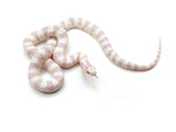 Load image into Gallery viewer, 2023 Female Albino Banded California King Snake 