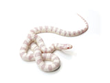 Load image into Gallery viewer, 2023 Female Albino Banded California King Snake 