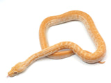 Load image into Gallery viewer, 2023 Female Albino Burmese Python. 