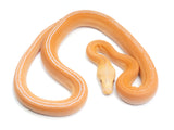 Load image into Gallery viewer, 2023 Female Albino Golden Child Possible Tiger Reticulated Python 