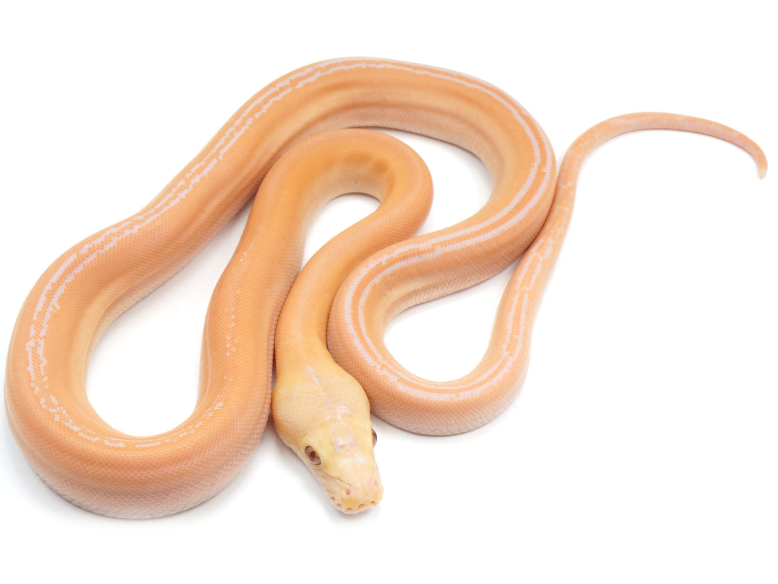 Albino Golden Child Reticulated Python Albino Super Tigre Python Reticulado
