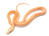 Load image into Gallery viewer, 2023 Female Albino Golden Child Possible Tiger Reticulated Python 