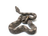 Load image into Gallery viewer, 2023 Female Argentine Boa Constrictor.