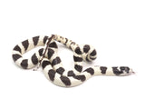 Load image into Gallery viewer, 2023 Female Banded Black and White California King Snake
