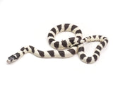 Load image into Gallery viewer, 2023 Female Banded Black and White California King Snake
