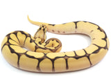 Load image into Gallery viewer, 2023 Female Bumble Bee Enchi Orange Dream Ball Python
