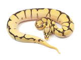 Load image into Gallery viewer, 2023 Female Bumble Bee Enchi Orange Dream Ball Python
