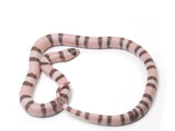 Load image into Gallery viewer, 2023 Female Falcon Extreme Ghost Het Albino Honduran Milk Snake