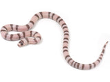 Load image into Gallery viewer, 2023 Female Falcon Extreme Ghost Het Albino Honduran Milk Snake