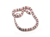 Load image into Gallery viewer, 2023 Female Falcon Extreme Ghost Het Albino Honduran Milk Snake