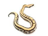 Load image into Gallery viewer, 2023 Female Golden Eye Possible Het T+ Albino Blood Python 