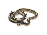 Load image into Gallery viewer, 2023 Female Het BEB &quot;Blue Eyed Blond&quot; California King Snake