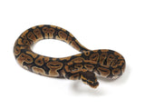 Load image into Gallery viewer, 2023 Female Het Candy Het Pied Ball Python