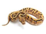 Load image into Gallery viewer, 2023 Female Hidden Gene Woma Static Yellowbelly Possible Nanny Possible Enchi Ball Python