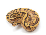 Load image into Gallery viewer, 2023 Female Hidden Gene Woma Static Yellowbelly Possible Nanny Possible Enchi Ball Python