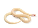 Load image into Gallery viewer, 2023 Female High White Banana California King Snake