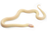 Load image into Gallery viewer, 2023 Female Albino High White Banana California King Snake