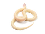 Load image into Gallery viewer, 2023 Female High White Banana California King Snake