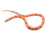 Load image into Gallery viewer, 2023 Female Hypo Albino Crazy Honduran Milk Snake. 