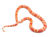Load image into Gallery viewer, 2023 Female Hypo Albino Crazy Honduran Milk Snake. 