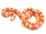 Load image into Gallery viewer, 2023 Female Hypo Albino Honduran Milk Snake.