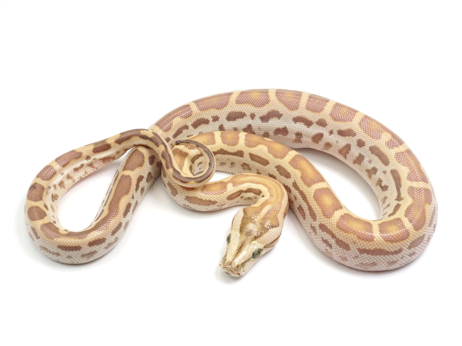 Hypo Green Burmese Python