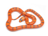 Load image into Gallery viewer, 2023 Female Hypo Het Albino Possible Het Anerythristic Honduran Milk Snake 