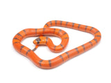 Load image into Gallery viewer, 2023 Female Hypo Het Albino Possible Het Anerythristic Honduran Milk Snake 