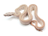 Load image into Gallery viewer, 2023 Female Hypo Jungle Labyrinth 66% Het Khal Albino 50% Het Anerythristic Boa Constrictor.