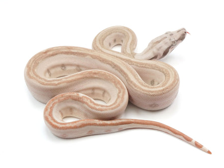 Anery Type 1 Boas – New England Reptile - NERD