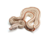 Load image into Gallery viewer, 2023 Female Hypo Jungle Labyrinth 66% Het Khal Albino 50% Het Anerythristic Boa Constrictor.