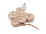 Load image into Gallery viewer, 2023 Female Hypo Jungle Labyrinth 66% Het Khal Albino 50% Het Anerythristic Boa Constrictor.