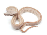 Load image into Gallery viewer, 2023 Female Hypo Jungle Labyrinth 66% Het Khal Albino 50% Het Anerythristic Boa Constrictor.