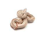 Load image into Gallery viewer, 2023 Female Hypo Jungle Labyrinth 66% Het Khal Albino 50% Het Anerythristic Boa Constrictor.