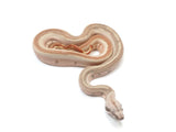 Load image into Gallery viewer, 2023 Female Hypo Jungle Labyrinth Boa Constrictor.
