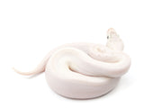 Load image into Gallery viewer, 2023 Female Ivory +++ Ball Python 