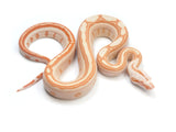 Load image into Gallery viewer, 2023 Female Jungle Glow Labyrinth 50% Het Anerythristic Boa Constrictor.