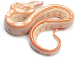 Load image into Gallery viewer, 2023 Female Jungle Glow Labyrinth 50% Het Anerythristic Boa Constrictor.