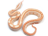 Load image into Gallery viewer, 2023 Female Jungle Glow Labyrinth 50% Het Anerythristic Boa Constrictor.