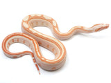 Load image into Gallery viewer, 2023 Female Jungle Glow Labyrinth 50% Het Anerythristic Boa Constrictor.