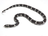 Load image into Gallery viewer, 2023 Female King Duran King Snake 