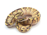 Load image into Gallery viewer, 2023 Female Lesser Pastel Enchi Ball Python 